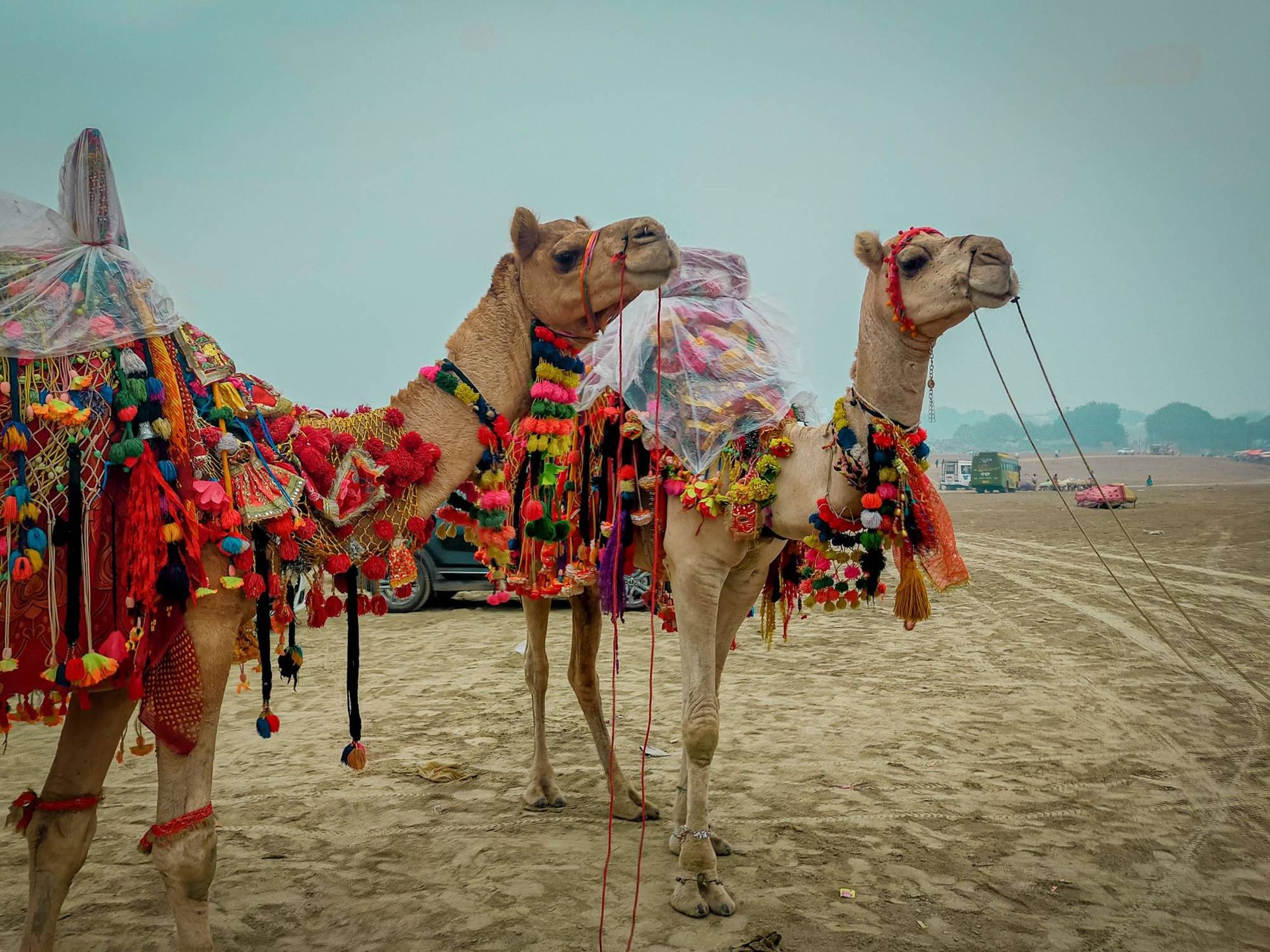 Feria de camellos de Pushkar: guía completa
