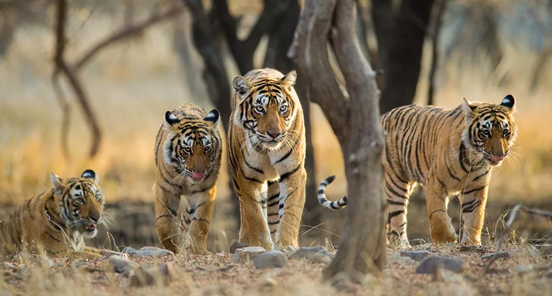 Tigres de Bengala entre árboles y vegetación seca