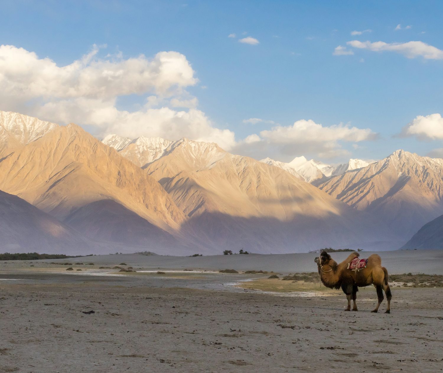 Camello bactriano en las llanuras de arena de Ladakh, con las cumbres nevadas del Himalaya al fondo