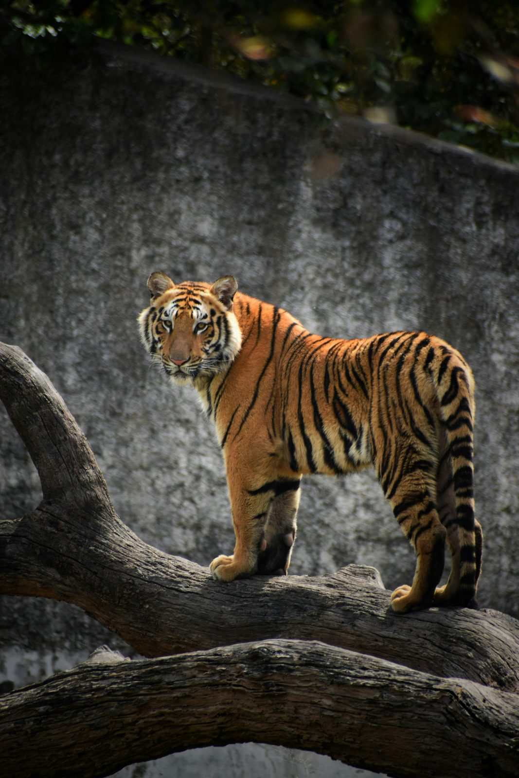 Safari de tigres y vida silvestre
