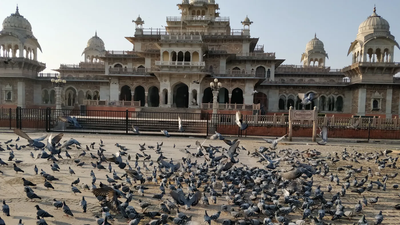 Palomas ante el Albert Hall Museum de Jaipur