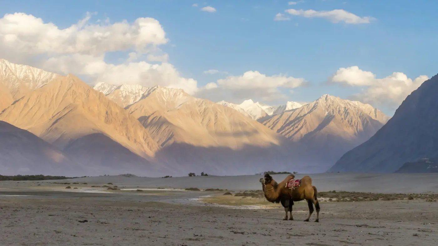 Un camello bactriano solitario sobre las dunas del valle de Nubra, Ladakh