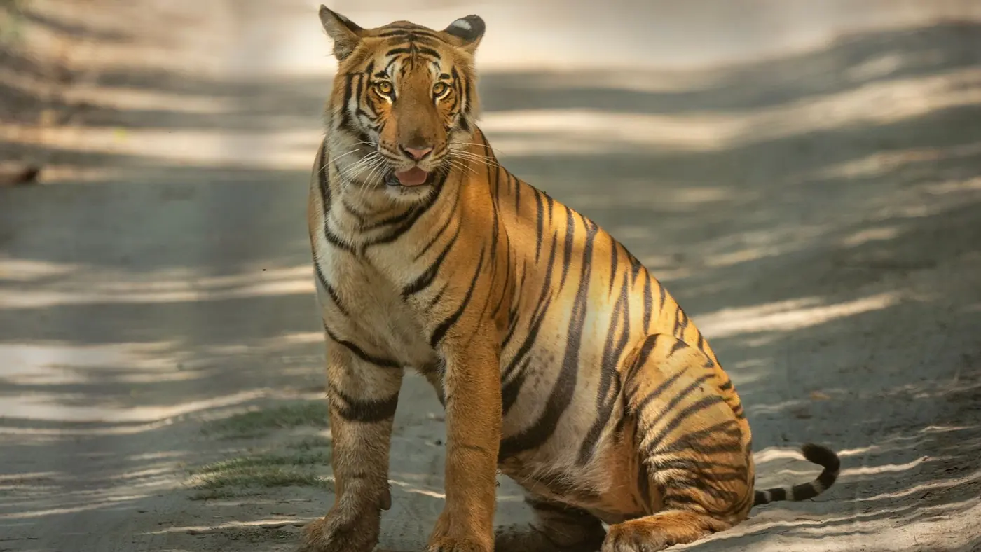 Un tigre de Bengala descansando entre luces y sombras