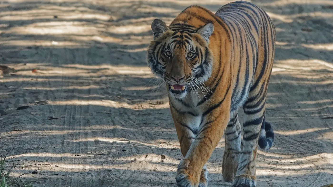 Tigre de Bengala caminando sobre la hierba seca