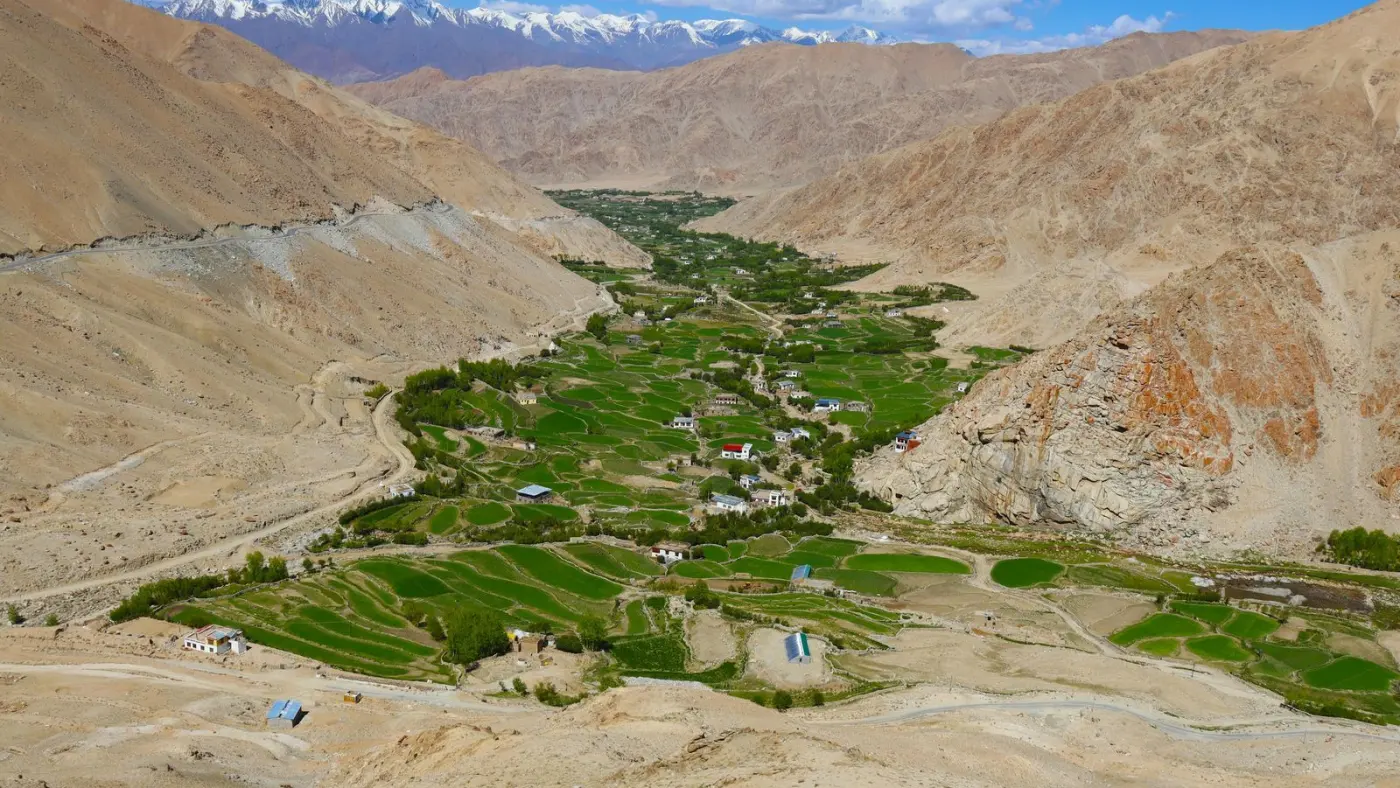 Campos de cultivo verdes de una aldea de Ladakh entre laderas áridas