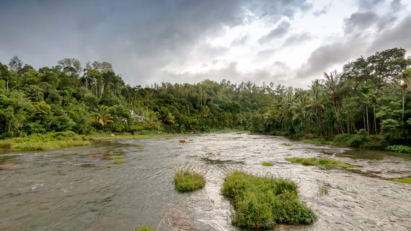 Río y selva en la reserva de Periyar, cerca de Thekkady