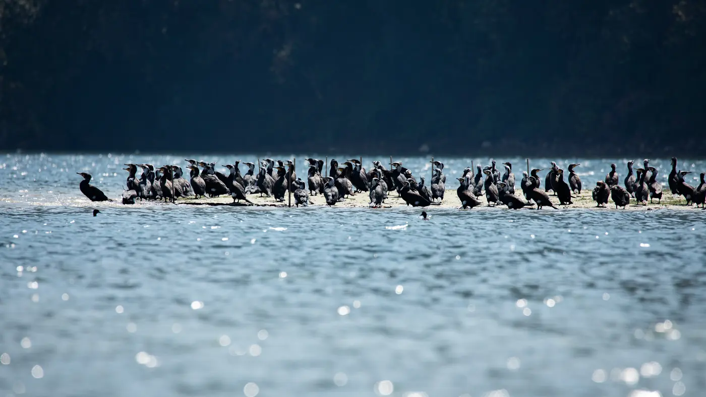 Aves posadas sobre el lago Fewa al amanecer