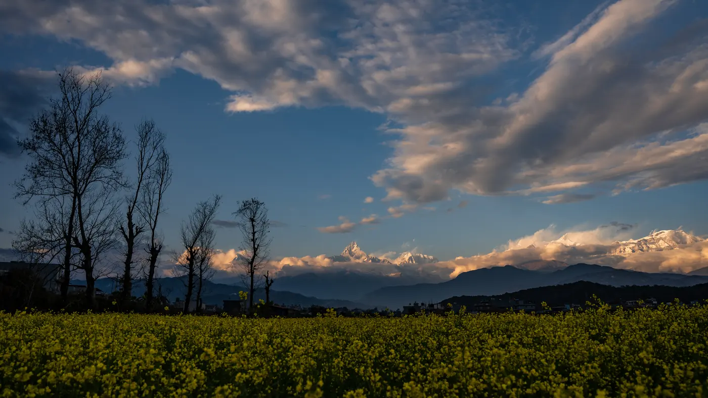 Campos de mostaza y montañas al amanecer desde Sarangkot