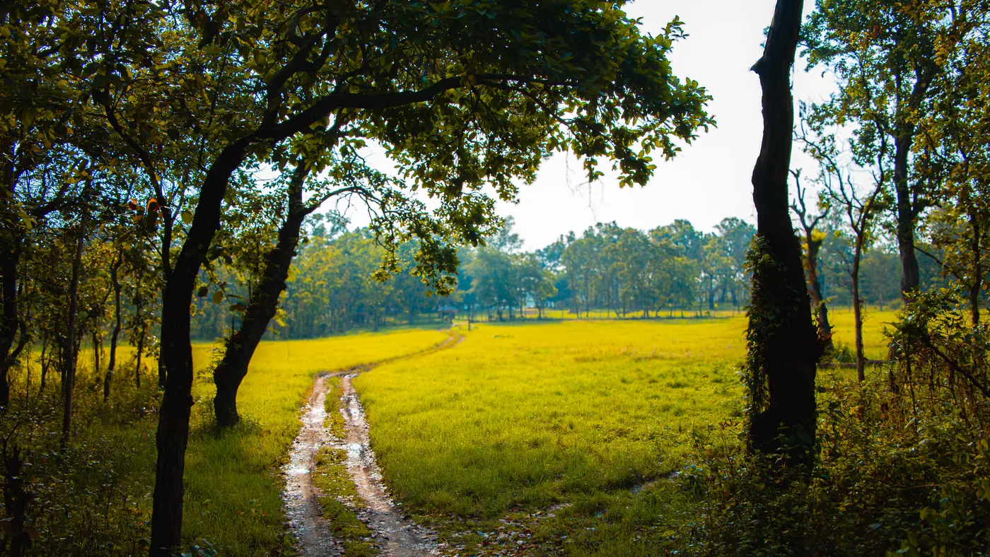 Camino entre campos de mostaza hacia las llanuras del Terai
