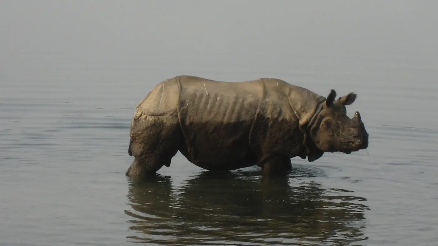 Rinoceronte de un cuerno vadeando el río en el Parque Nacional de Chitwan