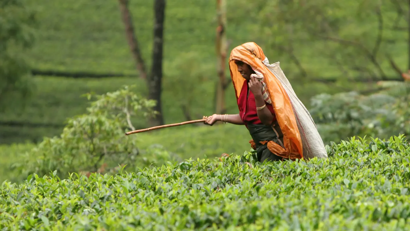 Recogida de té en las plantaciones de las tierras altas