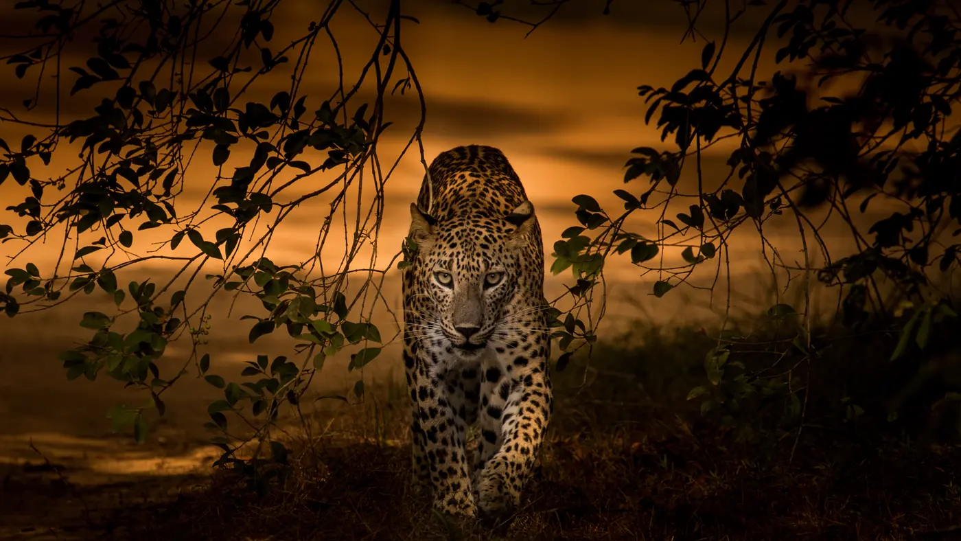 Leopardo de Sri Lanka al atardecer en el Parque Nacional de Yala