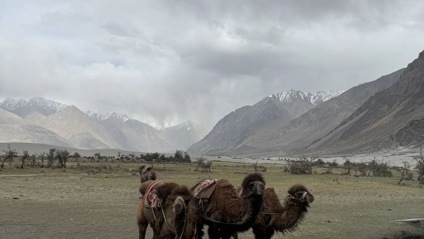 Camellos bactrianos junto al río en el valle de Nubra, Ladakh